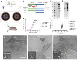 The igg antibody secretory cells (ascs) in small intestine were particularly observed through immumohistochemical staining, then after were analyzed by statistical methods. Next Generation Vaccine Platform Polymersomes As Stable Nanocarriers For A Highly Immunogenic And Durable Sars Cov 2 Spike Protein Subunit Vaccine Biorxiv
