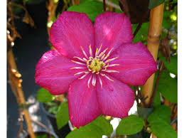 We did not find results for: Clematis Ville De Lyon Lidl De