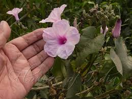 Image result for Ipomoea carnea