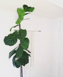What is fiddle leaf fig? Plant Portrait Fiddle Leaf Fig Leaf And Paw