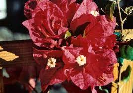 We did not find results for: Bougainvillea Don Fernando Blooms Dark Red With An Orange Tinge Tropical Zone 9