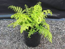 Image result for Asplenium loxoscaphoides