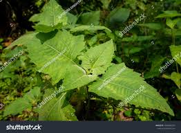 Image result for Sigesbeckia orientalis