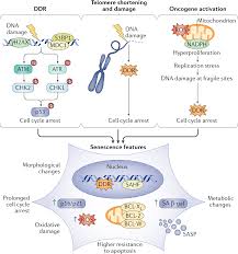 Cellular senescence in ageing: from mechanisms to therapeutic opportunities  | Nature Reviews Molecular Cell Biology
