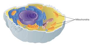 Figure 1 animal cell colored and labeled. Cell Parts And Their Functions Ck 12 Foundation