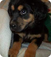 We did not find results for: Mechanicsburg Pa Rottweiler Meet Annie A Pet For Adoption