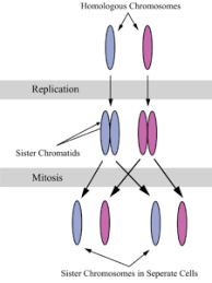 Mitosis is nuclear division plus cytokinesis, and produces two identical daughter cells during prophase, prometaphase, metaphase, anaphase, and telophase. The Cell Cycle Interphase Mitosis A Level Biology Revision Notes