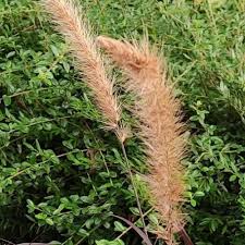 Image result for Cenchrus setaceus