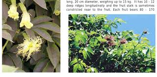 Image result for Satyrium schimperi