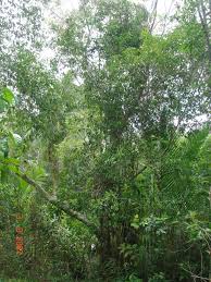 Image result for Triplochiton zambesiacus