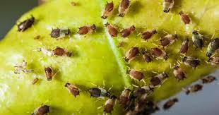 You may get rid of it by adding tiny microscopic worms called nematodes to your soil. What Is The Best Time To Spray Pesticide On Plants Get Rid Of Aphids Aphids Garden Pest Control