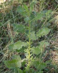 Image result for Pseudoconyza viscosa