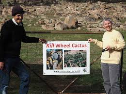 Cactus, how can i kill thee? New Wheel Cactus Map For Victoria Victorian Landcare Gateway