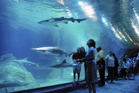 Adventure Aquarium Adventure Fun Family Activities Family Fun