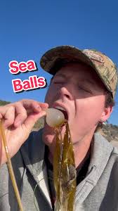 Satisfying Popping Sea Bulbs at the beach! #nature #satisfying