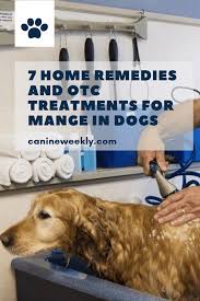 Home Remedies For Mange In Dogs If Your Dog Is Suffering From Mange It Can Make Him Pretty Miserable It S Your Best Op Dog Mange Dog Remedies Dog Treatment