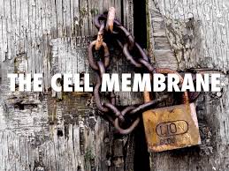 We did not find results for: Cell Analogy By Linden Sarkinen
