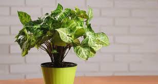 Plante verte interieur peu lumiere. 13 Plantes D Interieur Increvables Gamm Vert