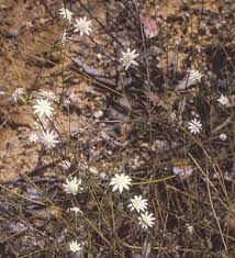 Image result for Actinoschoenus