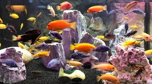 African Rift Lake Cichlids Care Guide