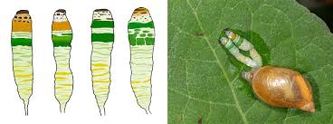 A Parasite, Clickbait and Honesty - by Bryan Pfeiffer