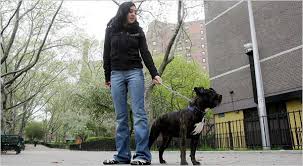 Advice from breed experts to make a safe choice. Fewer Spots For Pit Bulls And Other Big Dogs In New York Public Housing The New York Times