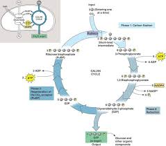 Maybe you would like to learn more about one of these? Ap Bio Cell Respiration Mastering Biology Google Search Photosynthesis Teaching Biology Biology Classroom