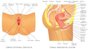 Female anatomyside view labelled, 246.body builder appendix pdf body builder appendix word. Female Urogenital System Anatomy Of The Female Reproductive Royalty Free Cliparts Vectors And Stock Illustration Image 67176905