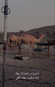 pin by ماجد الشمري on نياق in 2020 beautiful arabic words we bare bears wallpapers quran quotes inspirational