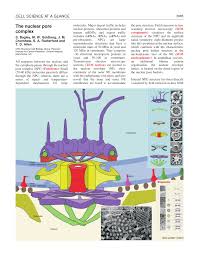 The nucleolus is not surrounded by a membrane, it is a densely stained structure found in. Pdf The Nuclear Pore Complex