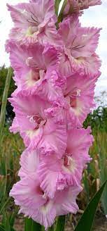 Flower Essences For Healing Flowersandflowerthings Flower Garden Design Flower Essences Pretty Flowers