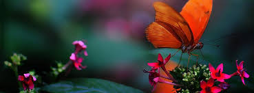 Beautiful Butterfly On Flower Fb Cover Ocean Facebook Cover Photos Flowers Fb Cover Photos Butterfly On Flower
