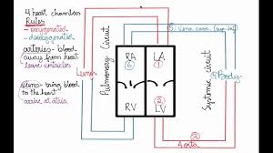 Heart Circulation Systemic And Pulmonary Circuit