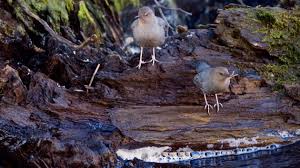 During a pandemic lockdown, nico, a young man with rare immunity, must overcome martial law, murderous vigilantes and a powerful family to reunite with his love, sara. Meet The Dipper The Songbird That Swims