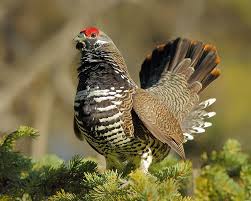 Black And White Spotted Bird With Red Neck Pin On Alberta Birds