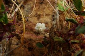Image result for Cuscuta planiflora
