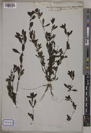 Image result for Bergia ammannioides