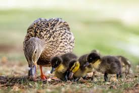 Maybe you would like to learn more about one of these? The Ultimate Duck Feeding Guide The Happy Chicken Coop