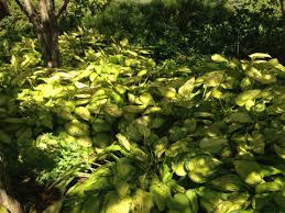 Finn bilder av plantain lily. Plantain Lily Hosta North Shore Plant Club