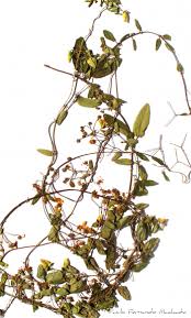 Image result for Janusia