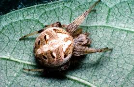 Common Spiders Texas Insect Identification Tools