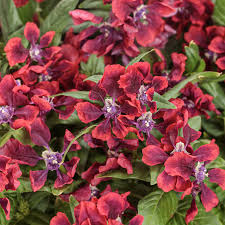 Image result for Cuphea