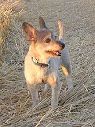 Lobito wolf
