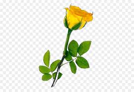 In questo articolo troverai delle fantastiche immagini di buon compleanno con fiori! Sfondo Del Desktop Rose Giallo Con Risoluzione 4k Rosa Scaricare Png Disegno Png Trasparente Fiore Png Scaricare