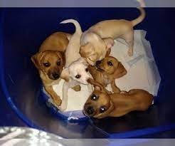 Chiweenie puppies for sale near me. View Ad Chiweenie Litter Of Puppies For Sale Near Washington Vancouver Usa Adn 133360