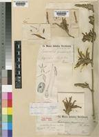 Image result for Anisotes formosissimus