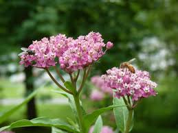 Swamp Milkweed Asclepias Incarnata Native Plants Swamp Milkweed Asclepias Incarnata