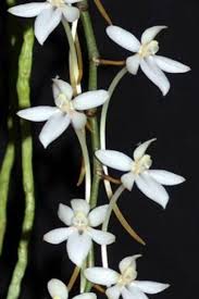 Image result for Aerangis appendiculata