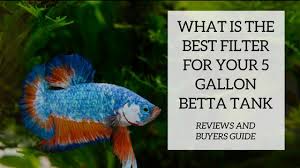 Filters are there to keep your tank clean from any debris such as decaying matter. The 5 Best Filters Options For A 5 Gallon Betta Fish Tank Compared