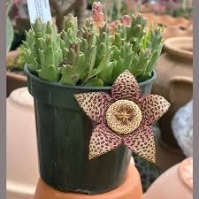 Image result for Stapelia